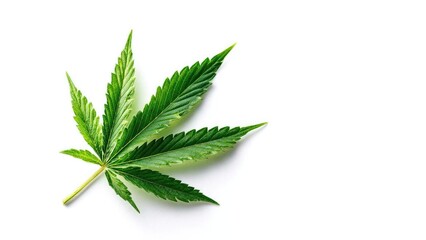 a cannabis leaf Concept Outdoor Photoshoot, Colorful Props, Joyful Portraits, Playful Poses, Cannabis Leaf