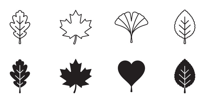 Set of black leaf icons including oak, maple, and ginkgo presented in both outline and solid silhouette styles for graphic design elements