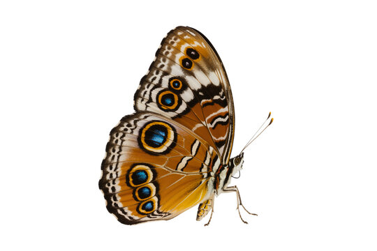 Elegant Junonia almana Butterfly Isolated on Transparent Background Natural Insect PNG