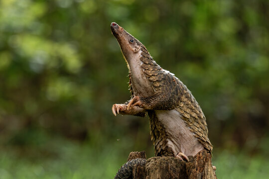 Sunda pangolin (Manis javanica) is native to Southeast Asia including Indonesia (Java, Sumatra, and Borneo).