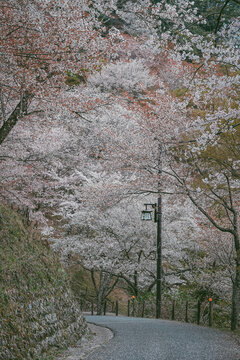 Cherry blossom season at Yoshinoyama National Park, Japan.