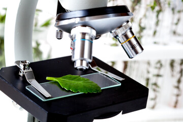 test plant samples on microscope slide close up