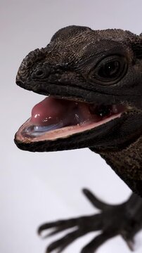 Close Up Profile of a Black Hydrosaurus Lizard Opening Its Mouth