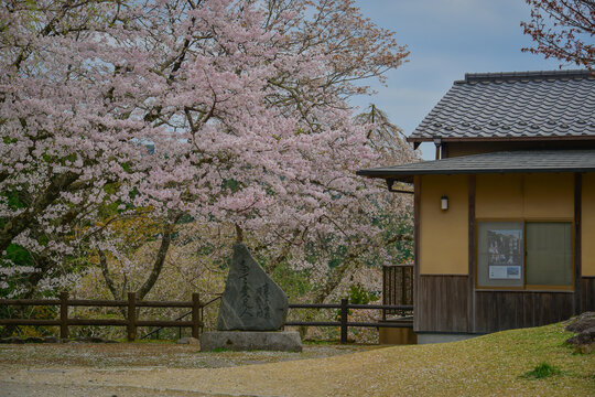 Cherry blossom season at Yoshinoyama National Park, Japan.