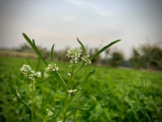 Wild flowers bloom in a lush green meadow under a clear blue sky, capturing the growth of spring flora in a vibrant nature field
