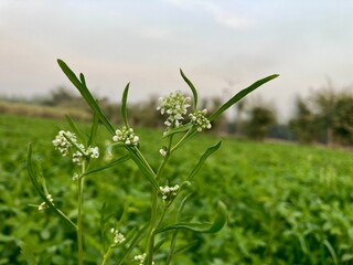 Vibrant spring wildflowers and purple blossoms bloom across a lush green grass meadow under a clear blue sky in a beautiful nature field closeup