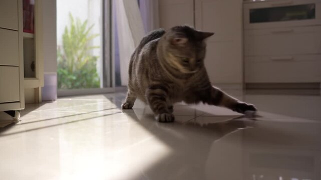 Chubby grey tabby cat walking from glass door into bright white living room, pushing and pouncing on small ball, kicking toy ball out of frame, blowing curtains, cozy home interior, 4K.