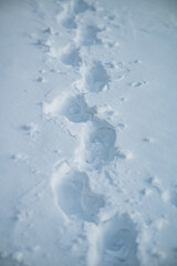 Fototapeta premium A vertical shot showing a trail of deep footprints pressed into fresh white snow, leading away into the soft blueish distance of a winter landscape