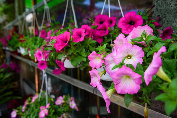 Hanging baskets of pink and purple petunias bloom lushly in a flower shop.