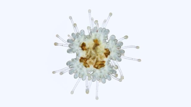 Young starfish Asteroidea under a microscope, type Echinodermata. Moves the ambulacral legs. White Sea