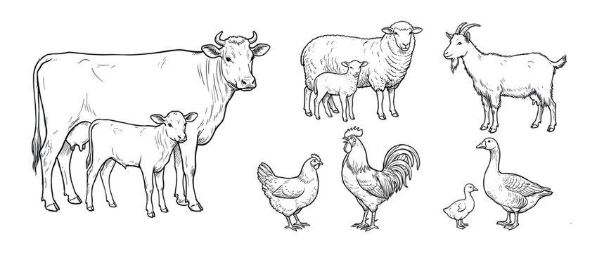 Collection of hand-drawn farm animals including a cow with calf, sheep with lamb, goat, rooster, hen, and goose in a detailed black and white line art sketch style