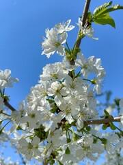 Spring flowering of pine trees.