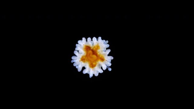 Young starfish Asteroidea under a microscope, type Echinodermata. Moves the ambulacral legs. White Sea