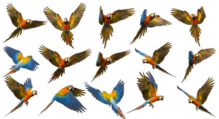 Obraz premium parrot macaw colorful bird flying avian tropical nature wildlife exotic feathered winged animals pets ornamental bright vibrant parrots macaws blue yellow orange red green wild