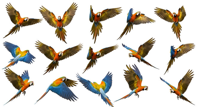 parrot macaw colorful bird flying avian tropical nature wildlife exotic feathered winged animals pets ornamental bright vibrant parrots macaws blue yellow orange red green wild