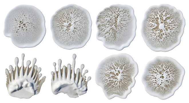 white round objects spots patterns organic shapes designs symmetry texture cream beige brown dots radial abstract biology microscopic cells colonies growth forms structures details