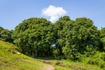 Fototapeta premium A winding dirt trail leads into a dense grove of vibrant green trees under a clear blue sky in Dien Bien Phu, Vietnam. Bright sunlight highlights the rich foliage and natural textures of the landscape