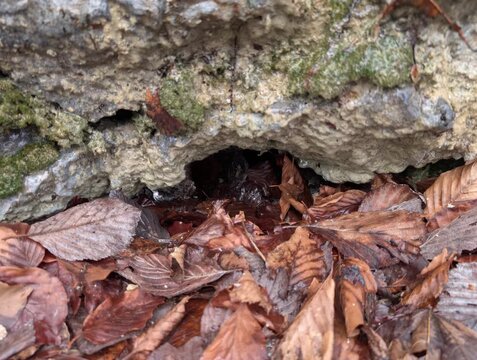 Primo piano di una cavit&agrave; naturale in una roccia, parzialmente coperta da foglie secche marroni, con tracce di muschio sulle pareti rocciose