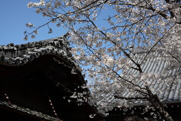 寺院の境内の桜　