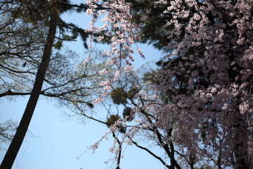 しだれ桜　