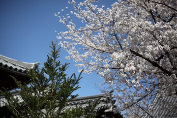 寺院の境内の桜