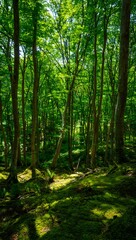 Obraz premium Sunlight filters through a dense forest filled with green trees and mossy ground