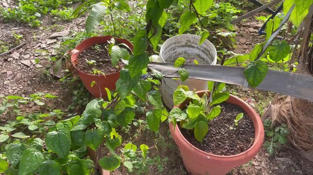 close up shot of betel tree at home garden