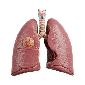 Anatomical Model of Human Lungs and Trachea Isolated on White Background.