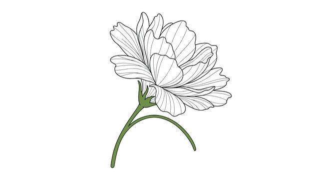 Intricate black and white line drawing captures the beauty of a fully bloomed flower on its thin green stem.