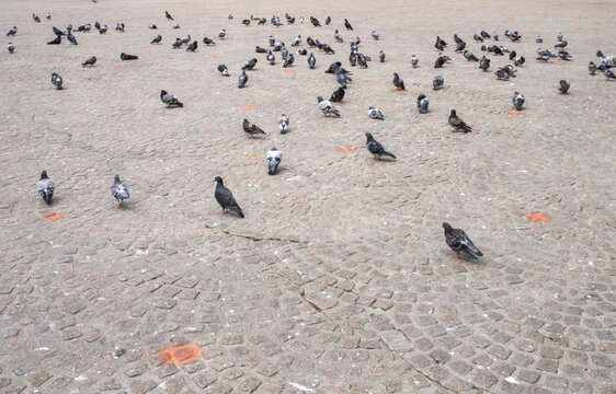 Pingeons at the Dam in Amsterdam, Noord-Holland province, The Netherlands, Duiven op de Dam