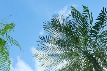 Tree and blue sky on sunny day, nature background.  Brazilian fern tree (Schizolobium parahyba), Pakis Brazi, a tower tree or Brazilian finetree © Rezmita