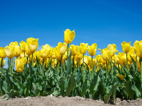 Tulip field || Tulpenveld Flevoland province, The Netherlands