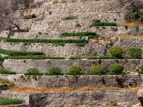 Terraced landscape in the Jebel Akhdar Mountains in Oman.