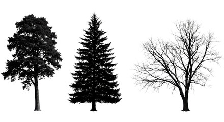 Fototapeta premium four distinct black vector tree silhouettes (deciduous, fir, gnarled bare) isolated on a transparent background, professional graphic design. Concept of natural element collection