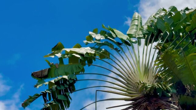Traveller's palm tree and blue sky