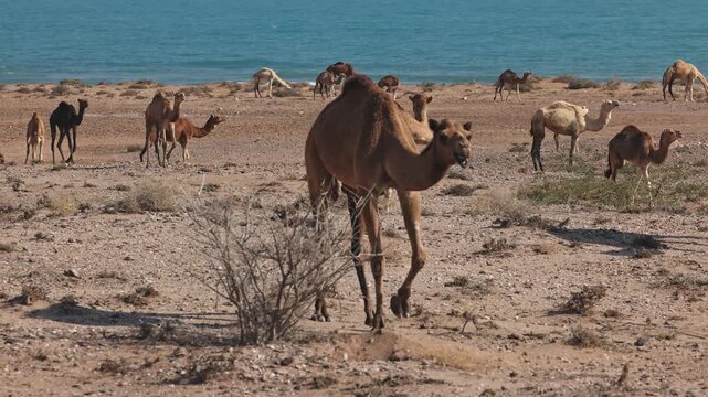 Dromedary camels, Camelus dromedarius walking along a sandy beach by the sea in their natural habitat, waves in background. Scenic wildlife, coastal desert travel. Dromedary in slow motion footage.
