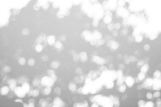 Abstract natural tree branch leaves shadow on white wall background