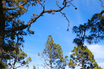 Obraz premium Tall evergreen trees with green and brown needles grow on the hillside under a blue cloudy sky, demonstrating the beauty of nature and ecological diversity. Copy space