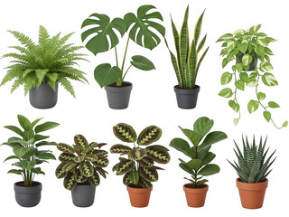 Obraz premium Collection of indoor plants isolated on transparent background