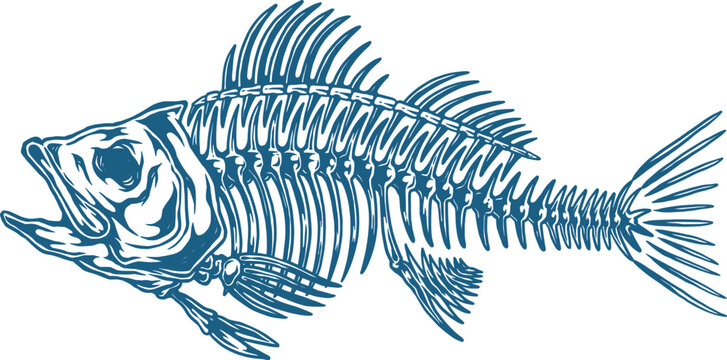 Bass Fish Skeleton Illustration Hand Drawn, Vintage Fish Bones Design, Aquatic Vector Art