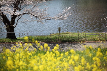 河畔のセイヨウカラシナとサクラ