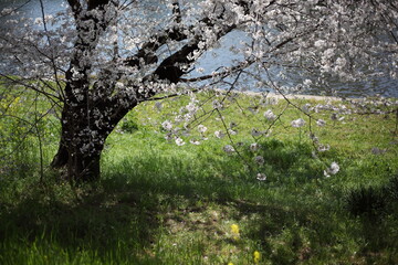 河畔の桜　