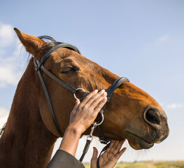 the muzzle of a brown horse in harness against a blue sky