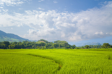 Obraz premium Vivid rice fields stretch across a sunlit plain with rolling hills and dense green trees in the background near Na San, Vietnam. Puffy clouds drift across a blue sky, creating a serene and expansive