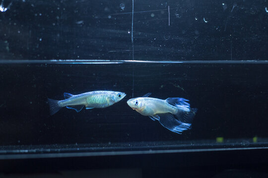 めだか　メダカ　キッシング　光体系