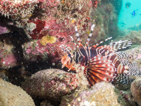 キリンミノ, フサカサゴ科,
Zebra turkeyfish, Dendrochirus zebra, 
他。
ヒリゾ浜南伊豆町中木
静岡県伊豆半島-2025
日本有数のシュノーケリングスポット。
夏の数カ月間だけ渡し船で行ける。
水質透明度魚影が素晴らしい。
