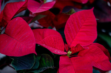 Traditional Christmas flower with red leaves. Festive holiday decoration and winter season concept. Copy space.