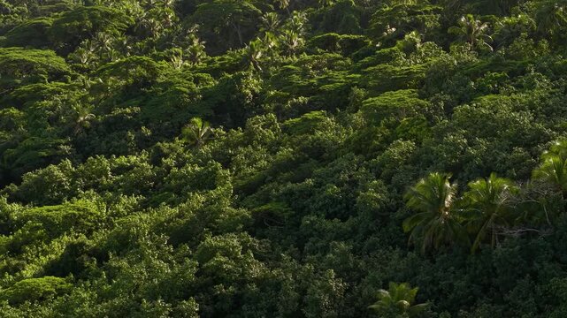 Bora Bora Island, French Polynesia. Drone Shot of Dense Rainforest on Hills, Tropical Jungle