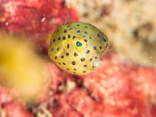 ハコフグ, ハコフグ科, Boxfish, Ostracion immaculatus, ミナミハコフグ, ハコフグ科, Yellow Boxfish, Ostracion cubicus,幼魚yg ,  他。 ヒリゾ浜南伊豆町中木 静岡県伊豆半島-2025 日本有数のシュノーケリングスポット。 夏の数カ月間だけ渡し船で行ける。 水質透明度魚影が素晴らしい。  © d3_plus