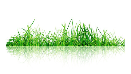 Fototapeta premium Fresh grass with mirrored reflection symbolizing nature and growth